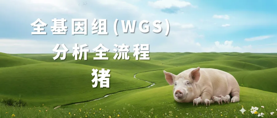 猪全基因WGS分析流程封面
